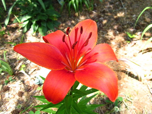 Lily bloomed in the front yard!