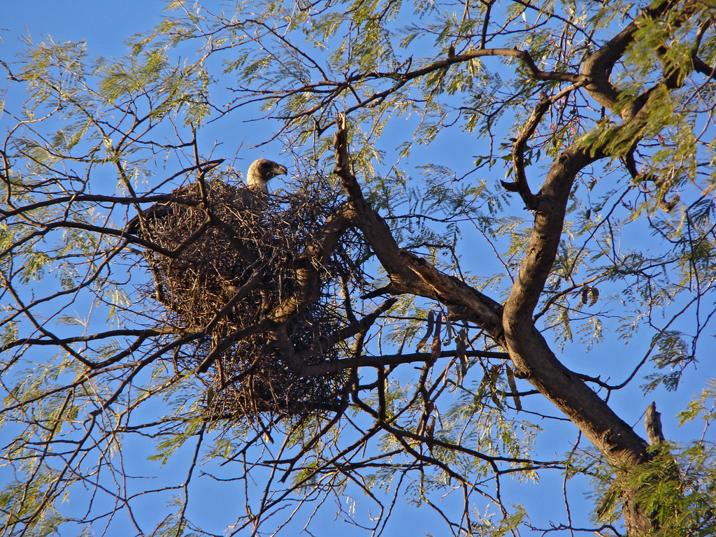 DSC08429 White-backed Vulture nest