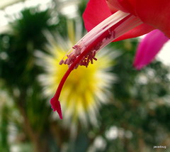 Christmas Cactus at Phipps Conservatory with yellow star