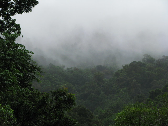 Cloud-wreathed rainforest ascending up the side of Mossman Gorge
