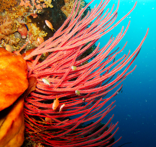 Bunaken Underwater 11