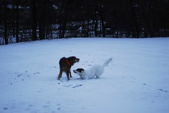 Playing in the Snow