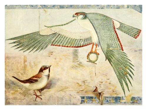 017-Gorrion en  el templo de Deir-el Bahari-Egyptian birds for the most part seen in the Nile Valley (1909)- Charles Whymper