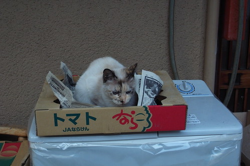 Today's Cat@2010-02-28