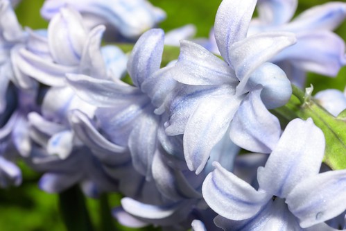 Pale Blue Hyacinths