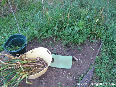 6 Volunteer hardneck garlic being dug up in my kitchen garden on 6-18-11 - FarmgirlFare.com