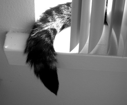 26NOV09 001 a kitten tail
