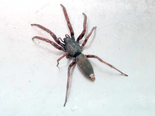 white tail spider bite pictures. White-Tailed Spider