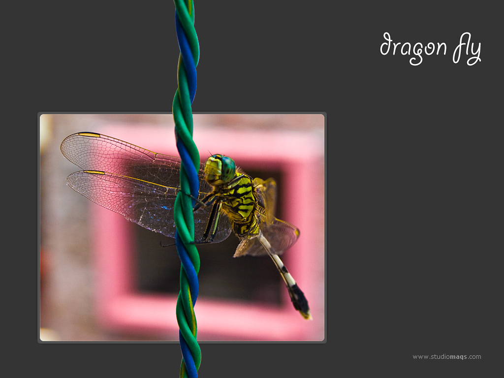 Dragon Fly on the fly all the way 