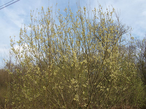 growing willow
