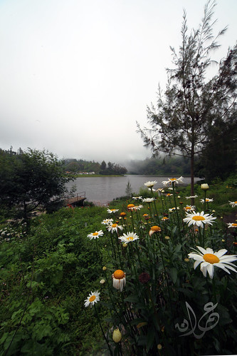 Misty morning at Ranupani Lake