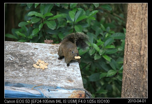 20100401Squirrel