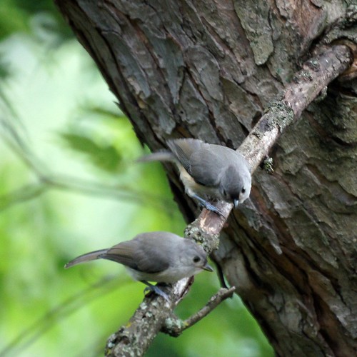 Two Tufted Titmice