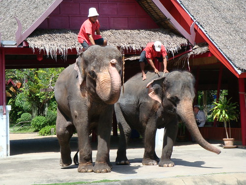 Thailand: Elephant Show and The Rose Garden @ Song About Jen