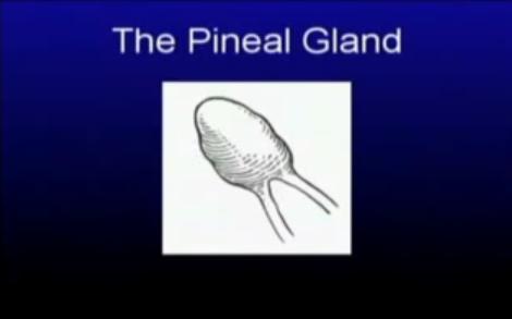 pineal005