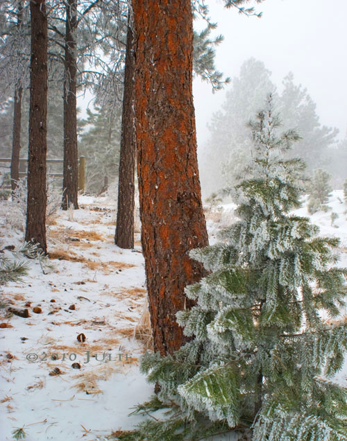 Chilling and frigid arctic air envelopes the tiny fir tree in a northern Colorado pine forest.