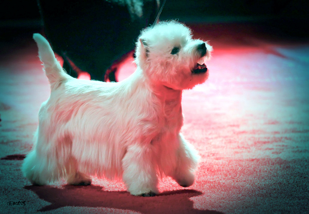 West Highland White Terrier ߵذ׹: 2010 Best of the Best 100 Dogs (2)