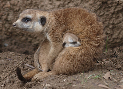 a meerkat mum snuggles her babe to her belly.