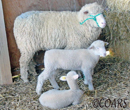 Three Little Lambs @WM