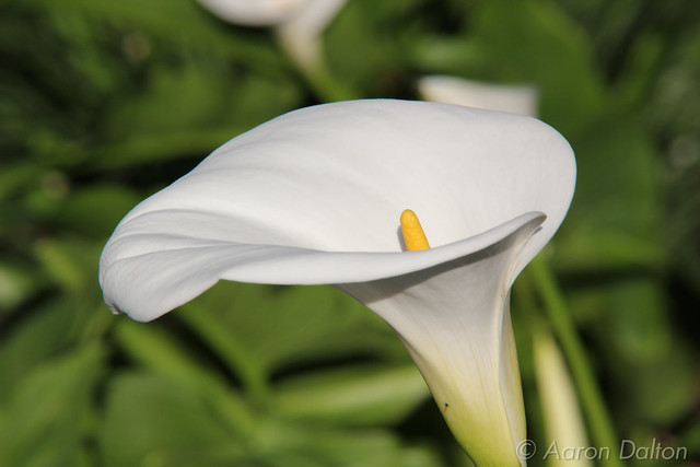 Cala Lilly Centered