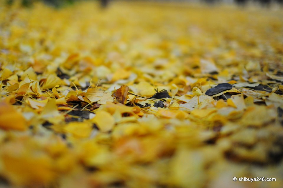 So many leaves fallen to the ground waiting to be raked up.