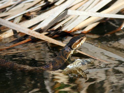 Cottonmouth 20100118