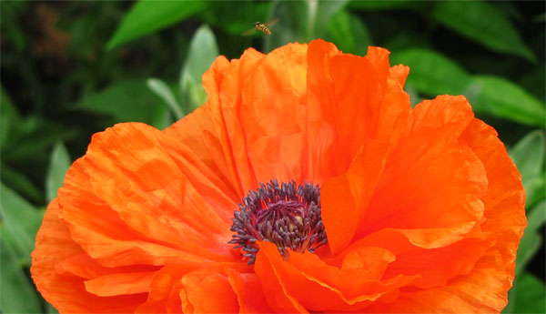 poppy-and-the-wasp