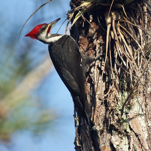Pileated Woodpecker: Corkscrew Swamp Sanctuary, Naples FL