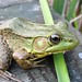 Frog on dock