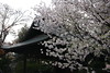 神楽殿の桜