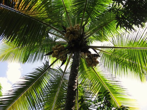 Under de Coconut Tree