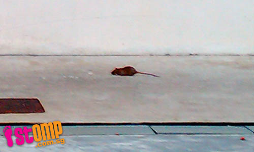  Bold rats at Kim Keat Link even emerge in broad daylight