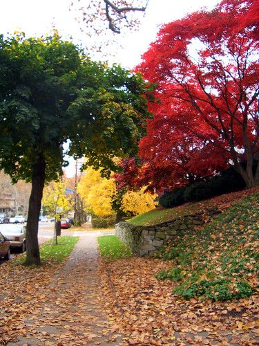 Autumn Trees in Squirrel Hill