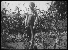 Boy in corn field, Woodbine, New Jersey