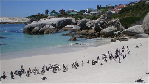 African penguins on Boulder's Beach in Cape Town, South Africa