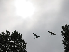 The two noisy sandhill cranes.  All things considered, I think this photo worked out pretty well.