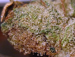 smkn420love has added a photo to the pool:amber crystals