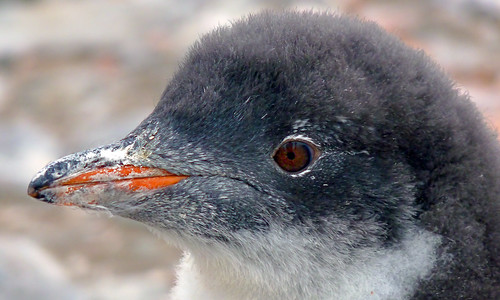 Gentoo Penguin Chick-Cuverville Island by Bill Rosenthal Photography