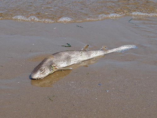 11534 - Dogfish on Whiteford Sands, Gower