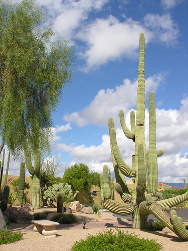 Saguaro - like sentinels guarding the desert