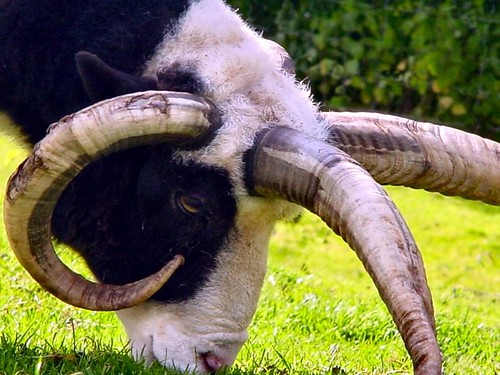 a jacob sheep is a primitive