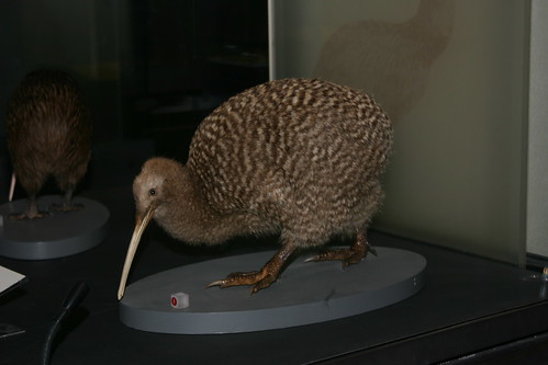 Kiwi @ Auckland Museum