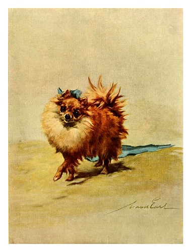 018-Pomeranian miniatura-The power of the dog 1910- Maud Earl