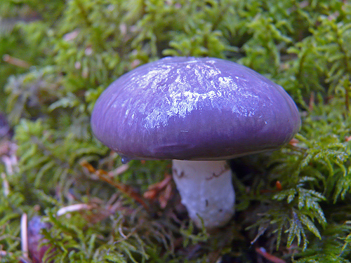 08_Mushrooms7