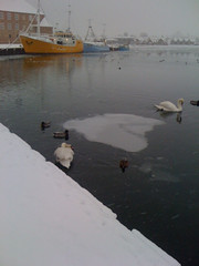 Swan in Sønderborg Harbour