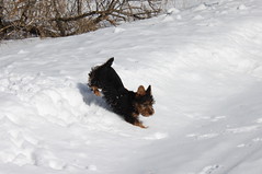 Bea having fun in the snow!