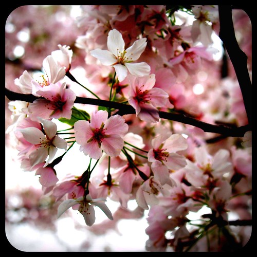 Cherry Blossoms new