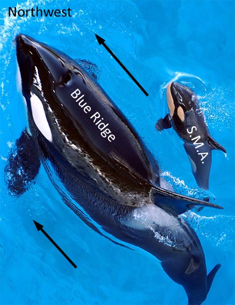 whales_analogy