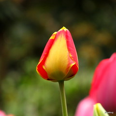 A tulip for you...