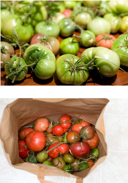 green tomatoes ripened in a paper bag